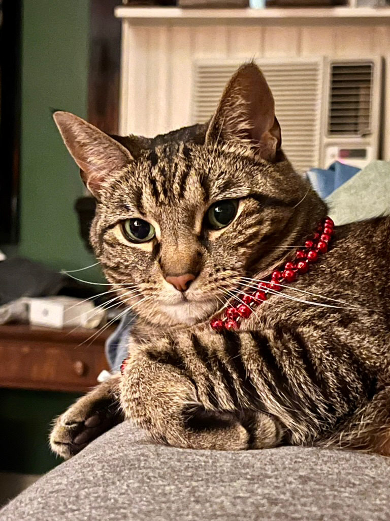 Male tabby cat